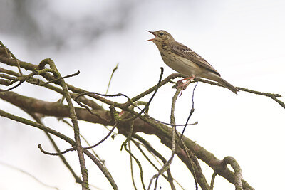 BUITEN BEELD Foto: 421727