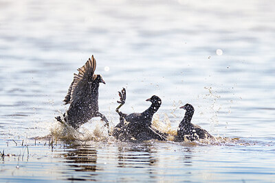 BUITEN BEELD Foto: 421728