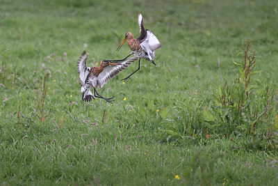 BUITEN BEELD Foto: 421731