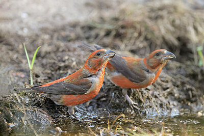 BUITEN BEELD Foto: 421738