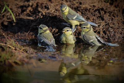 BUITEN BEELD Foto: 421740