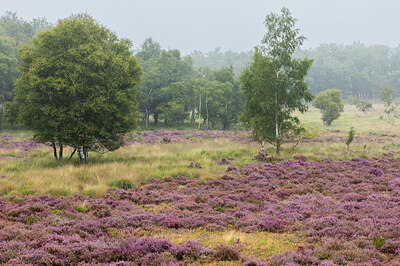 BUITEN BEELD Foto: 421764