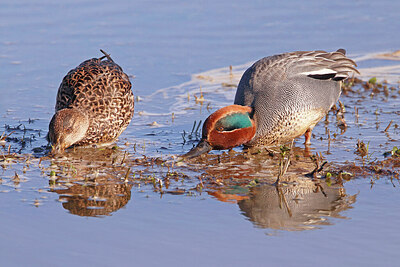 BUITEN BEELD Foto: 421777