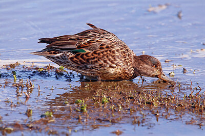 BUITEN BEELD Foto: 421779