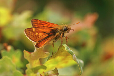 BUITEN BEELD Foto: 421812