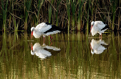 BUITEN BEELD Foto: 421819