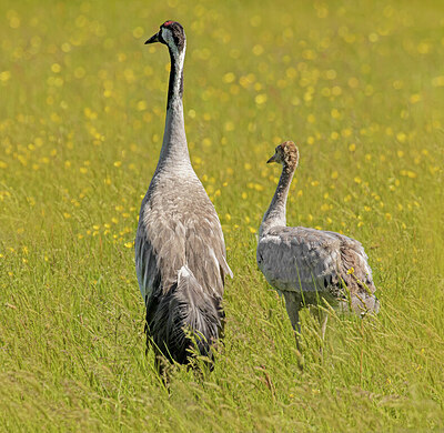 BUITEN BEELD Foto: 421839