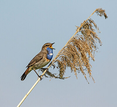 BUITEN BEELD Foto: 421843