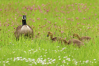 BUITEN BEELD Foto: 421845