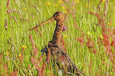 BUITEN BEELD Foto: 421846