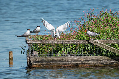 BUITEN BEELD Foto: 421859