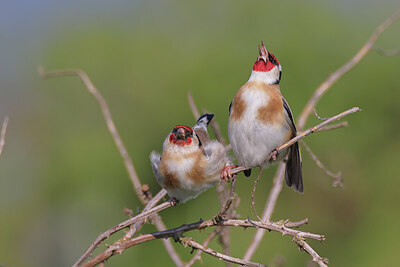 BUITEN BEELD Foto: 421860