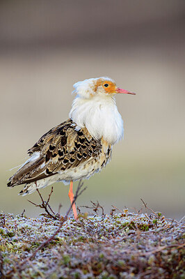 BUITEN BEELD Foto: 421870