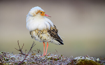 BUITEN BEELD Foto: 421872