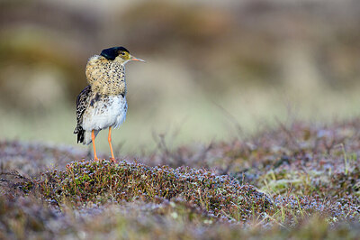 BUITEN BEELD Foto: 421874