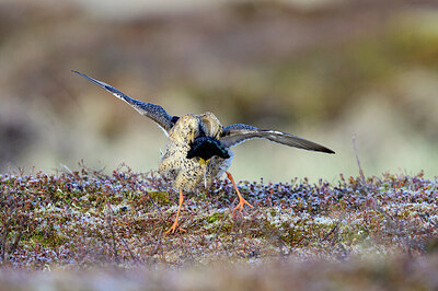 BUITEN BEELD Foto: 421876