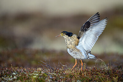 BUITEN BEELD Foto: 421877