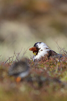 BUITEN BEELD Foto: 421878