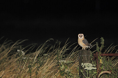 BUITEN BEELD Foto: 421910
