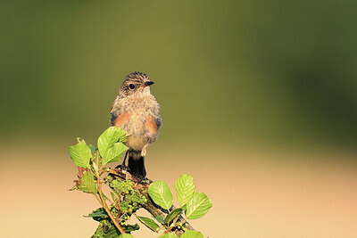 BUITEN BEELD Foto: 421916