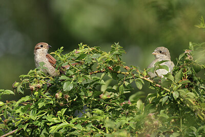 BUITEN BEELD Foto: 421918