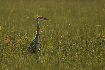 BUITEN BEELD Foto: 421921