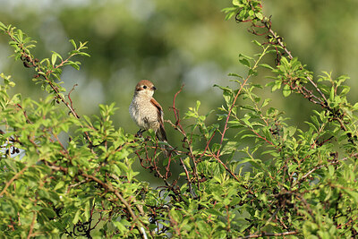 BUITEN BEELD Foto: 421922