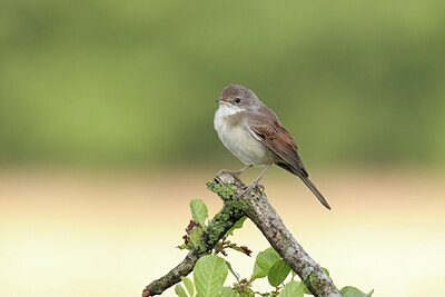 BUITEN BEELD Foto: 421926