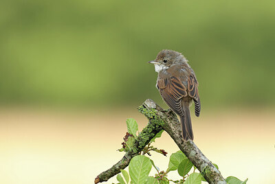 BUITEN BEELD Foto: 421928