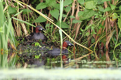 BUITEN BEELD Foto: 421930