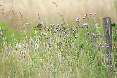 BUITEN BEELD Foto: 421931