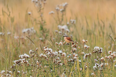 BUITEN BEELD Foto: 421932