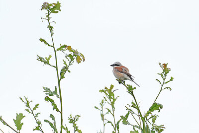 BUITEN BEELD Foto: 421933