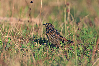 BUITEN BEELD Foto: 421951