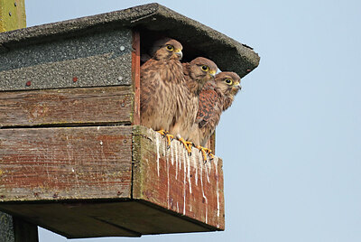 BUITEN BEELD Foto: 421954