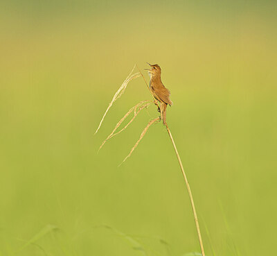 BUITEN BEELD Foto: 422028