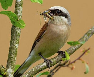 BUITEN BEELD Foto: 422031