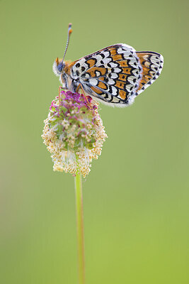 BUITEN BEELD Foto: 422045