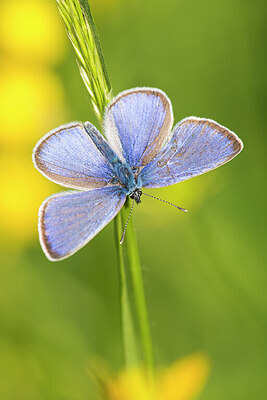 BUITEN BEELD Foto: 422047