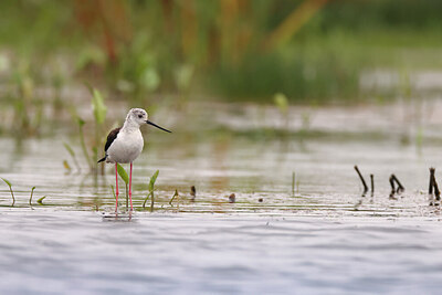 BUITEN BEELD Foto: 422086