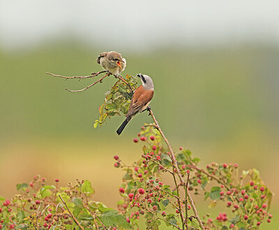 BUITEN BEELD Foto: 422103