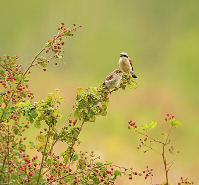 BUITEN BEELD Foto: 422104