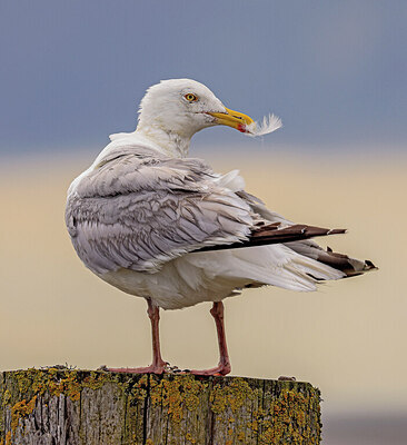 BUITEN BEELD Foto: 422107