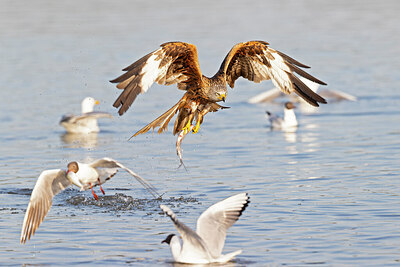 BUITEN BEELD Foto: 422126