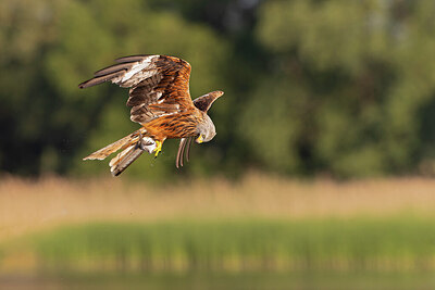 BUITEN BEELD Foto: 422133