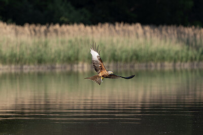 BUITEN BEELD Foto: 422136