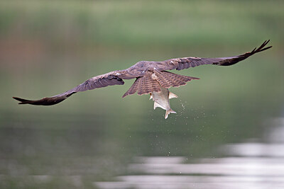 BUITEN BEELD Foto: 422139