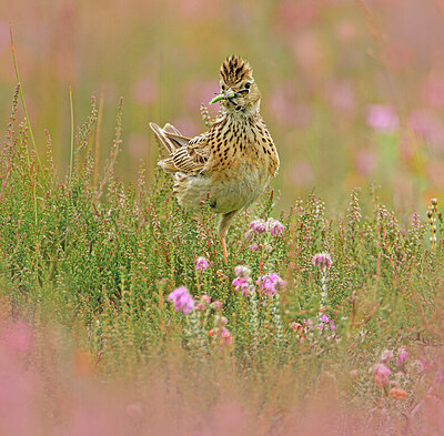 BUITEN BEELD Foto: 422210