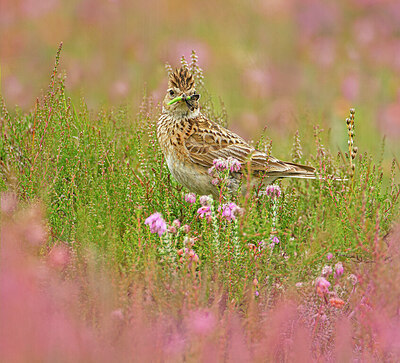 BUITEN BEELD Foto: 422213