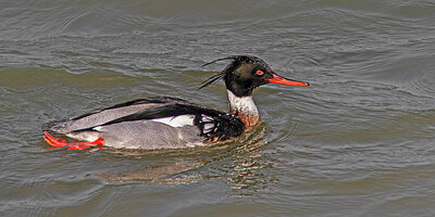 BUITEN BEELD Foto: 422217